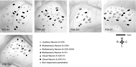 Fig. 11.